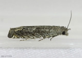 Epiblema strenuana 3172