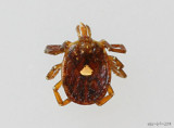 Lone Star Tick Amblyomma americanum female