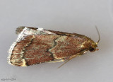 Red-shawled Moth Pseudasopia intermedialis #5526