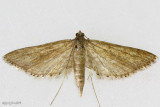 Watermilfoil Leafcutter Moth Parapoynx allionealis #4764