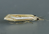 Crambus satrapellus #5372