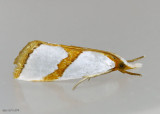 Curve-lined Argyria Moth Argyria auratella #5465
