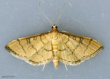 Hollow-spotted Blepharomastix Moth Blepharomastix ranalis #5182