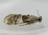 Zellers Epipaschia Moth Macalla zelleri  #5579