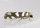 Robinson's Eucosma Moth Eucosma robinsonana #3009