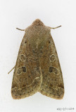 Speckled Green Fruitworm Moth Orthosia hibisci #10495