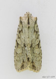 Dashed Gray Pinion Moth Lithophane disposita #9892