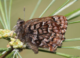 Eastern Pine Elfin