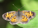 Pearl Crescent