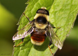 Flower Fly Eristalis flavipes