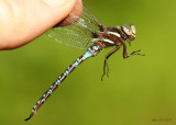 Springtime Darner basiaeschna janata