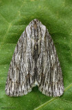 Streaked Dagger Moth Acronicta lithospila #9266