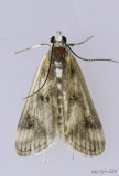 Polymorphic Pondweed Moth Parapoynx maculalis #4759