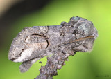 Oblique Heterocampa Moth Heterocampa obliqua #7983