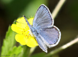 Karner Blue