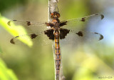 Prince Baskettail Epitheca princeps