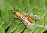 Common Scorpionfly - Panorpa