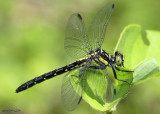 Northern Pygmy Clubtail Lanthus parvulus