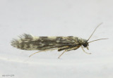 caddisfly 