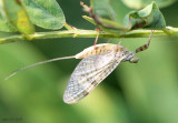 Mayfly - Stenonema femoratum