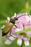 Longhorned Beetle Trigonarthris sp.