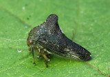 Treehopper - Telamona tarda