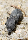 Dung Beetle <i>Melanocanthon bispinatus</i>