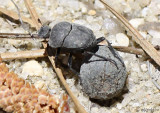Dung Beetle <i>Melanocanthon bispinatus</i>