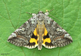 Similar Underwing Moth Catocala similis #8873