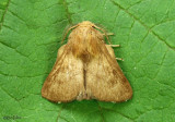 Forest Tent Caterpillar Moth Malacosoma disstria #7698