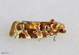 Jack Pine Tube Moth Argyrotaenia tabulana #3603