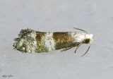 Corticivora parva #3446.2