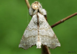 Angel Moth Olceclostera angelica #7665