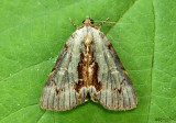 Woody Underwing Moth Catocala grynea #8864