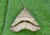 Lost Owlet Moth Ledaea perditalis #8491