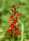 Cardinal Flower