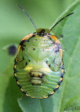 Green Stink Bug nymph Chinavia hilaris