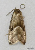 Large Hypenodes Moth Hypenodes caducus #8420