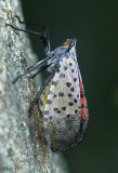Spotted Lanternfly