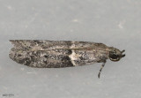 Ephestiodes gilvescentella #6000