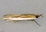 Crambus sperryellus #5370