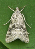 Cabbage Webworm Moth Hellula rogatalis #4846