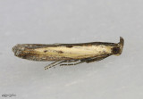Lesser Cornstalk Borer Moth Elasmopalpus lignosellus #5896