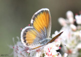 Western Pygmy-Blue