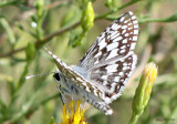 White Checkered Skipper