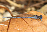 Vivid Dancer Argia vivida