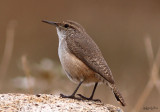 Rock Wren