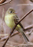 Pacific-slope Flycatcher