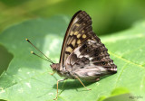 Tawny Emperior