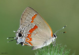 Red-banded Hairstreak
